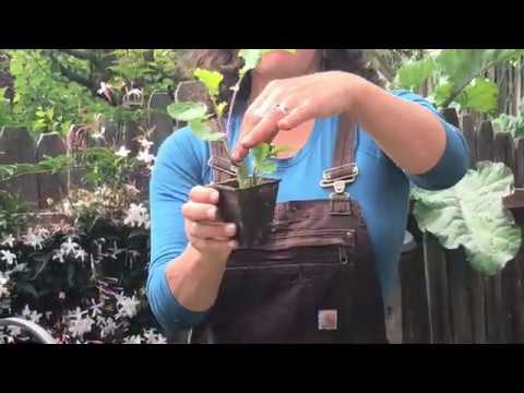 How to Propagate Tree Collards From Cuttings