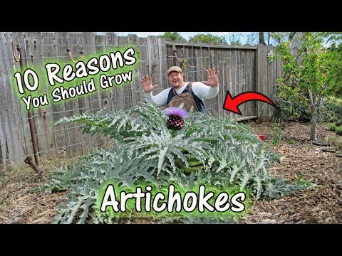 10 Reasons To Grow Artichokes!