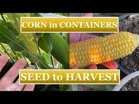 How to Grow Corn in Containers ?? [Seed to Harvest]