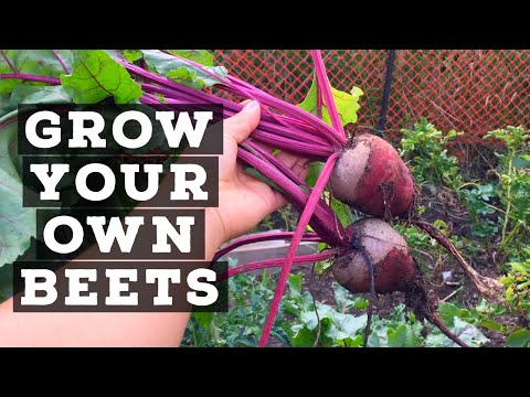 How to grow beets - how to grow beets from seeds - how to eat beets