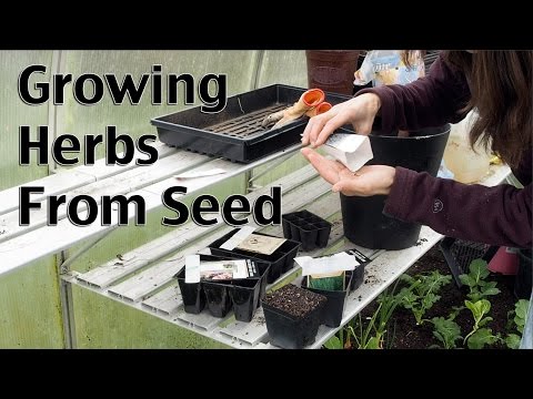 Starting Herbs from Seeds