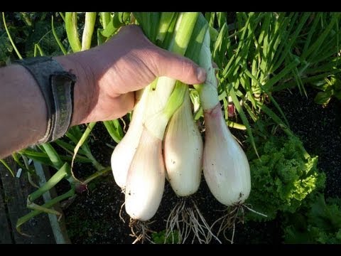 Allotment Diary : How to grow Shallots from seed.