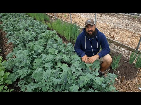 Not Your Average HOW TO GROW KALE Video