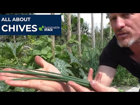 All About Chives