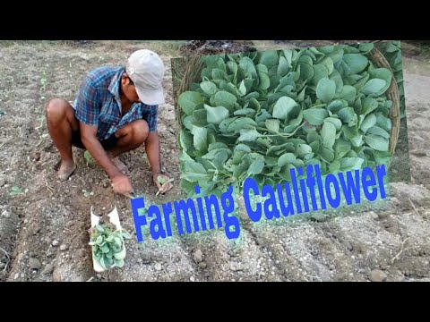 PLANTING Cauliflower || Cauliflower Farming || Village Farming || ????