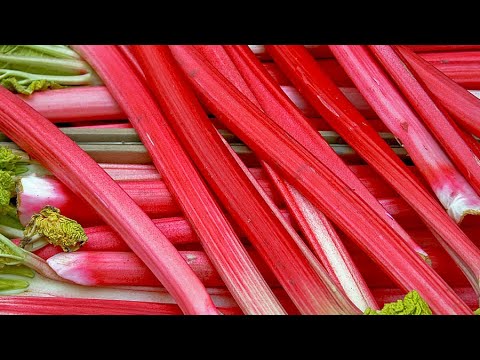 How to Plant Rhubarb: Easy Growing Guide