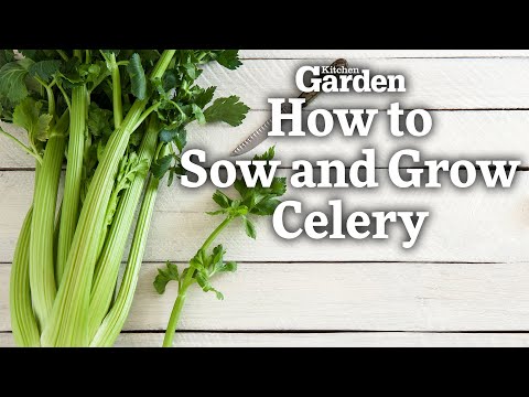 How to Sow and Grow Celery