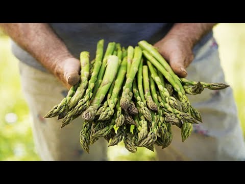 Plant Once And Harvest For Decades - Asparagus Growing Tips