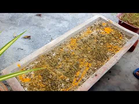 How to rejuvenate and replenish the soil || how to convert the soil old to new easy way ||