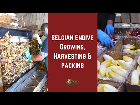 Belgian Endive Growing, Harvesting & Packing