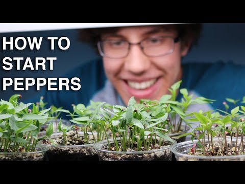 How to Germinate Pepper Seeds INCREDIBLY QUICK with 99% Germination!