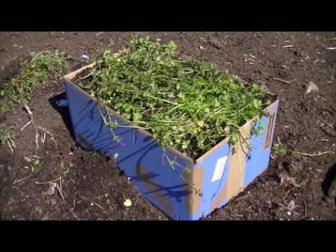 FREE | Easy | How to Build a Raised Garden Bed | Backyard Gardening | with Wood Pulp