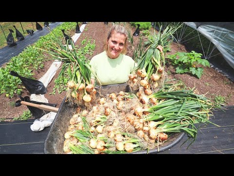 Year Worth of Onions for 50 Cents | Grow Onions from seed