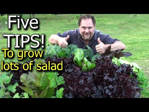 5 Tips How to Grow a Ton of Salad in Just One Raised Garden Bed or Container