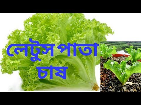 How to grow Lettuce / letos pata / ????? ???? ??? ??????