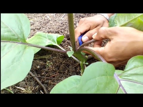 How to prune young  eggplant easy way Not ready to bear fruits/flowers