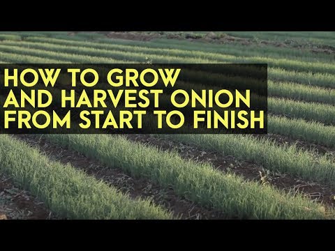 How to Plant, Grow and Harvest Onions from Start to Finish: Full Instructional Video