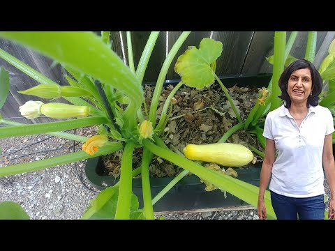 Growing Summer Squash - part 2 - with actual results