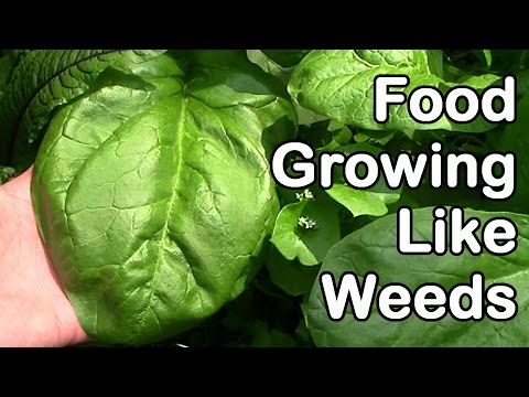 Food Growing Like Weeds