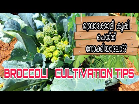 ?????????? ???? ??????? ???? ?????????????|Broccoli  Cultivation without Green House/Poly House ??