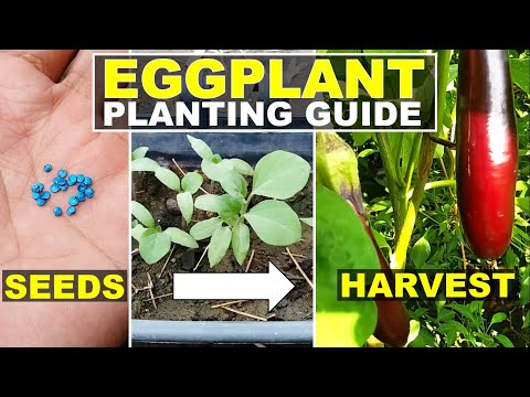 Paano magtanim ng talong?|Eggplant planting guide|Eggplant from seeds to harvest|FoodGardenPh