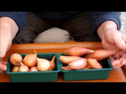 How to grow 'store bought' shallots in a pot, not a lot. Part1.