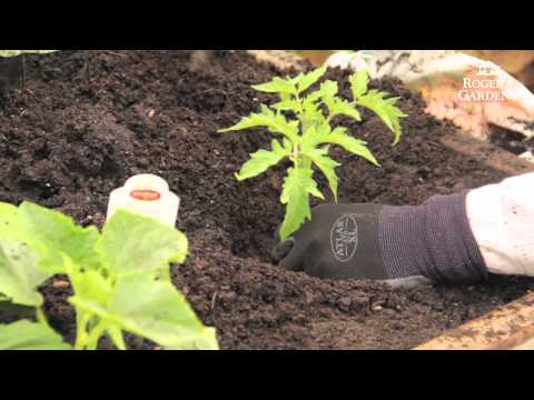 How to Plant and Grow Tomatoes with David Rizzo