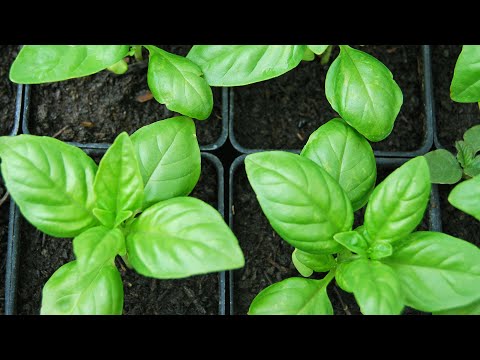 How to Grow Basil from Seeds - Easy step by step guide - Part 2
