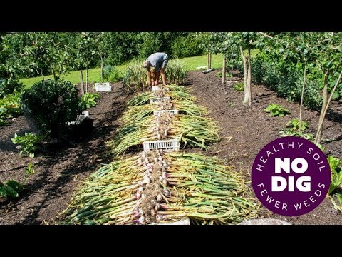 Grow garlic, an easy crop with no dig, hard or softneck, tips for harvest