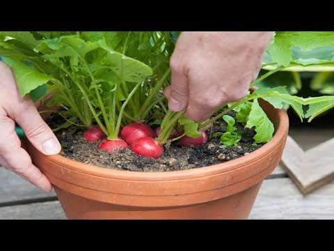 No Backyard? No Problem. 10 Of The Easiest Vegetables You Can Grow In Containers