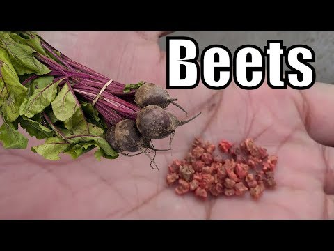 How to Grow Beetroots From Seeds |Seedling to Sprouting | Part-1 | Winter Vegetable (Urdu/hindi)