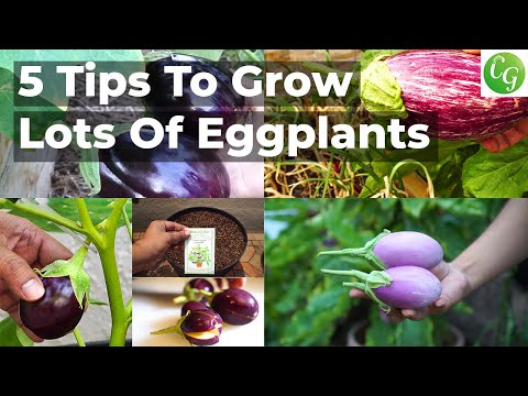 5 Eggplant Growing Tips To Grow Lots Of Eggplants