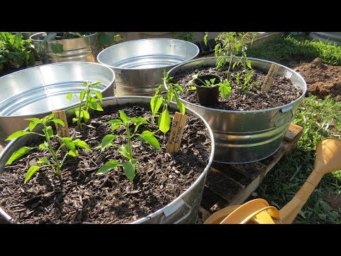 Growing Large Vegetable Plants in Containers: Set Up, Soil Mix,  Planting Tomatoes & Peppers