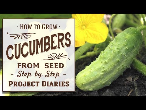 ? How to: Grow Cucumbers from Seed (A Complete Step by Step Guide)