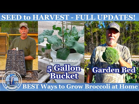 BEST Ways to Grow Broccoli (SEED to HARVEST) 5 Gallon Bucket & Garden Bed