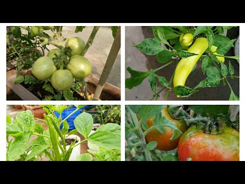 How to grow Vegetables easily in Small Containers with less effort(with explaination)