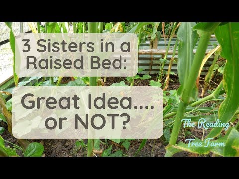 3 Sisters Gardening in a RAISED BED? Great idea? Or not....