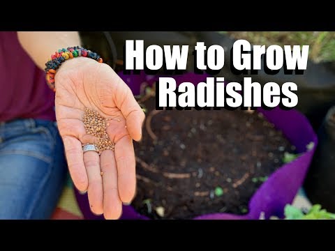 How to Grow Radishes From Seed // Fall Garden Series #4