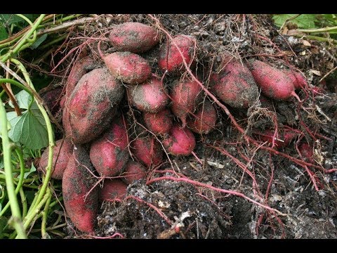 How to grow Sweet potato faster