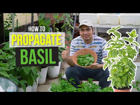 HOW TO GROW BASIL PLANTS IN 2 WAYS!