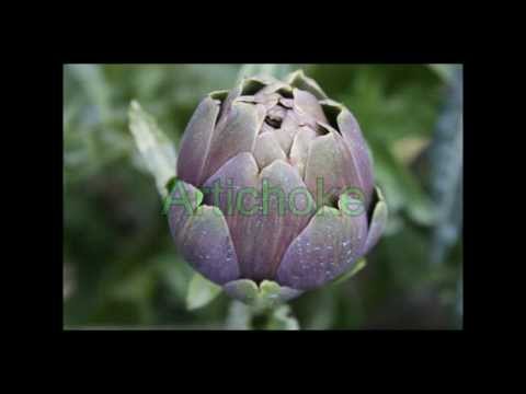 How to grow artichoke