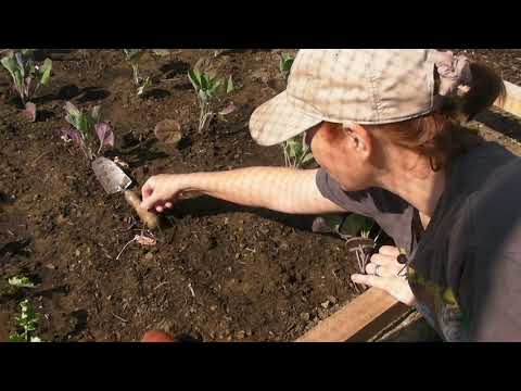 Planting out Brussels Sprouts - Part 494 - Claire's Allotment