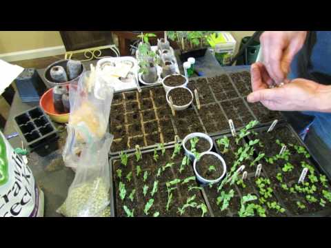 How to Easily Start Peas Indoors: They are Ready in About 2 Weeks!