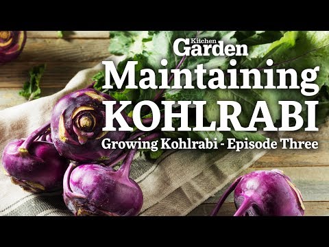 Maintenance and Fertilisation when Growing Kohlrabi | How to Grow Kohlrabi