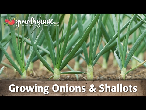 Growing Organic Onions, Leeks, and Shallots