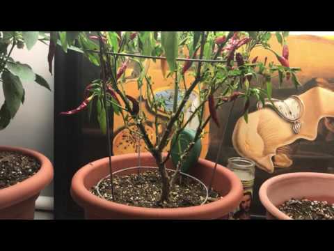 Grow Hot Peppers Indoors Thai Chili's