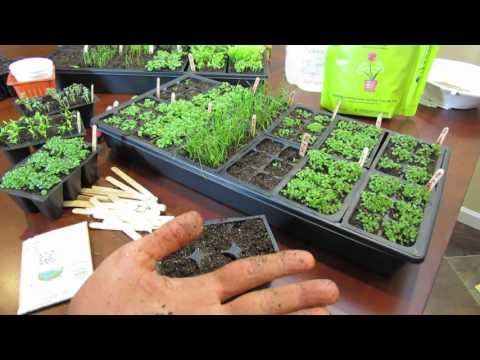 MFG 2016: Planting Chives a Perennial Herb Using the Over-Seeding Method: Start Early!