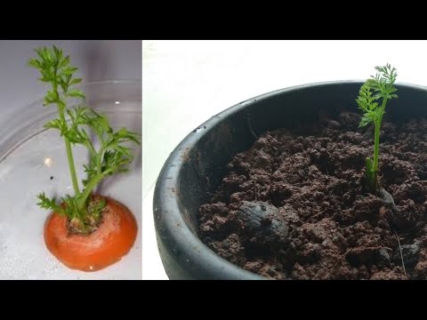 How to grow carrots from carrot tops