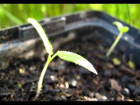 Growing Tamarillo's From Seed