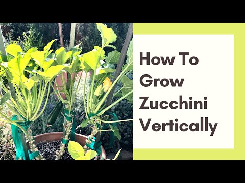 HOW TO GROW ZUCCHINI PLANTS VERTICALLY